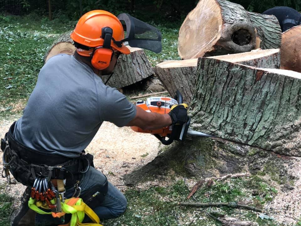 A person wearing a safety helmet and ear protection uses a chainsaw to cut a thick tree trunk, surrounded by wood chips and logs