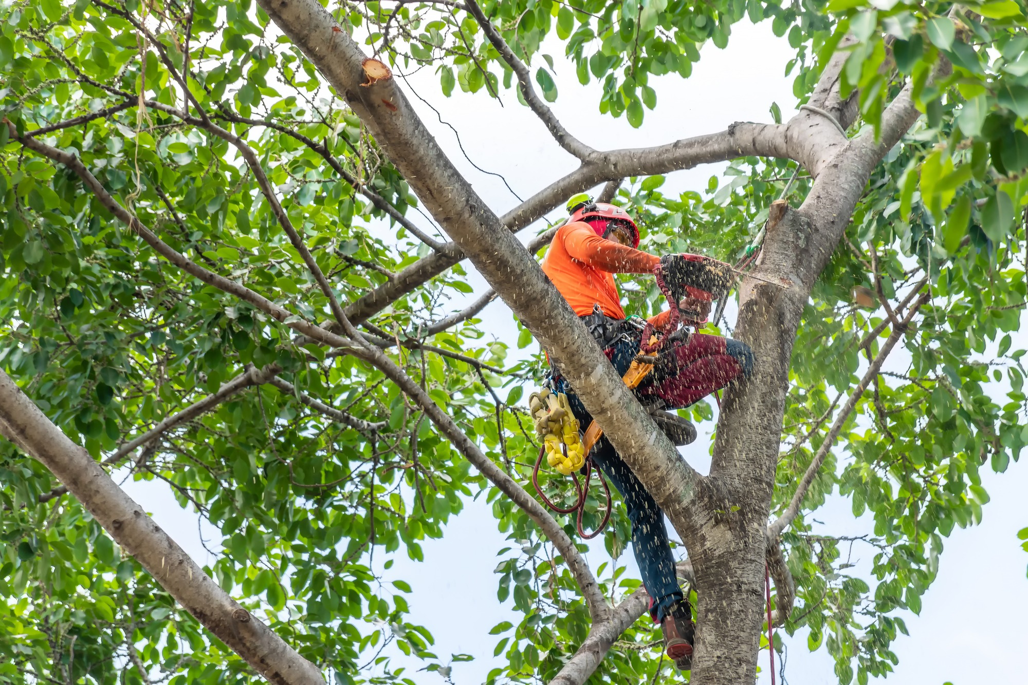Arborist in an orange shirt trimming branches from a tree using a chainsaw, suspended safely among lush green foliage.
